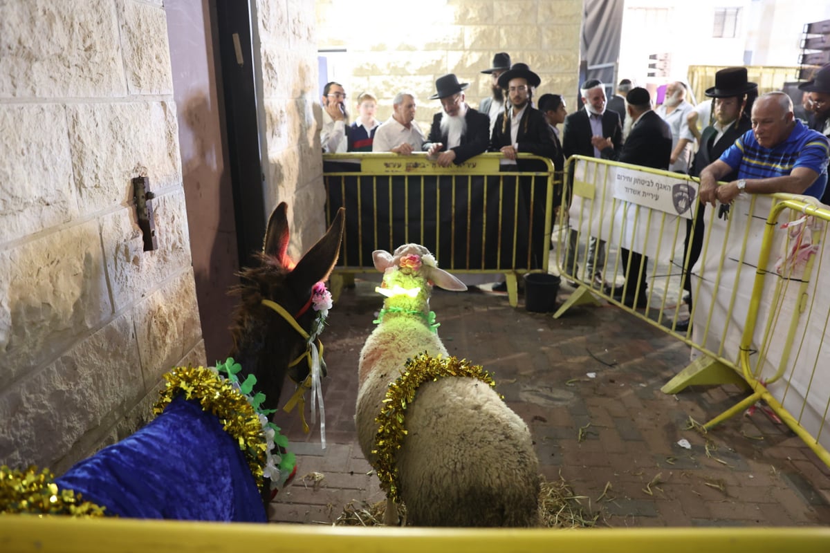 מעמד פדיון 'פטר חמור' אצל רבי רפאל אבוחצירא 