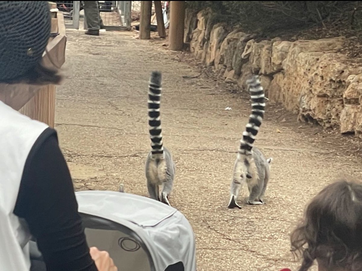 קופי למור