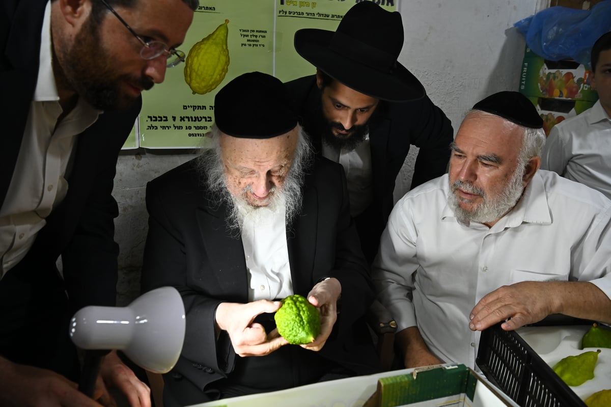 הגרב"ד פוברסקי בבדיקת אתרוגים לחג הסוכות 