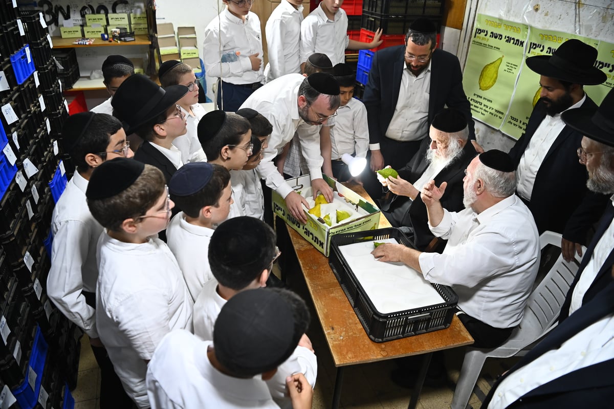 הגרב"ד פוברסקי בבדיקת אתרוגים לחג הסוכות 