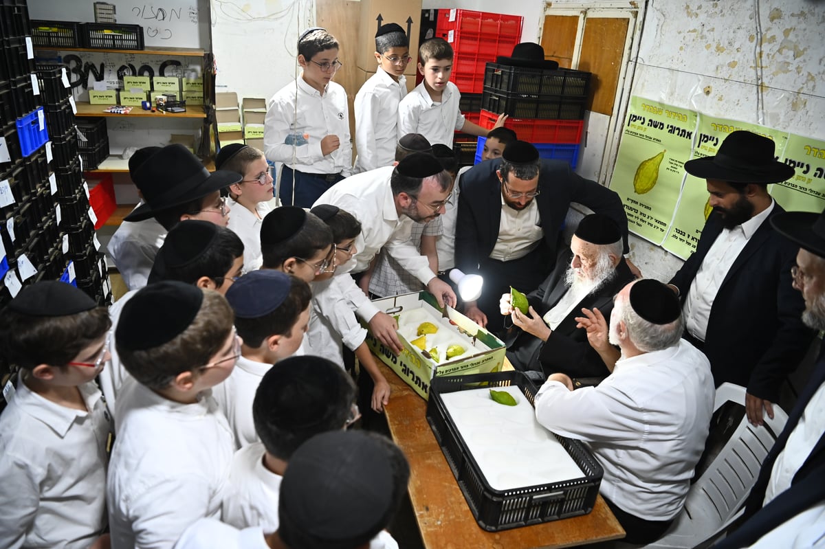 הגרב"ד פוברסקי בבדיקת אתרוגים לחג הסוכות 