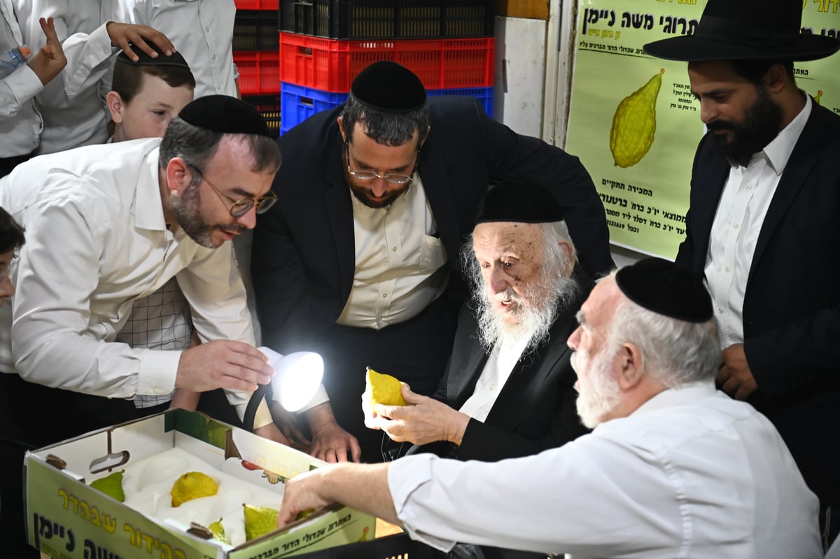 הגרב"ד פוברסקי בבדיקת אתרוגים לחג הסוכות 