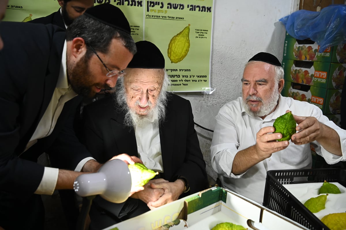 הגרב"ד פוברסקי בבדיקת אתרוגים לחג הסוכות 