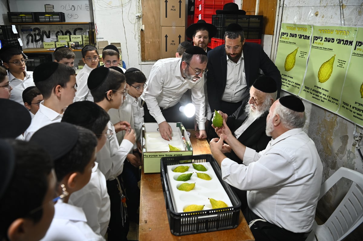 הגרב"ד פוברסקי בבדיקת אתרוגים לחג הסוכות 