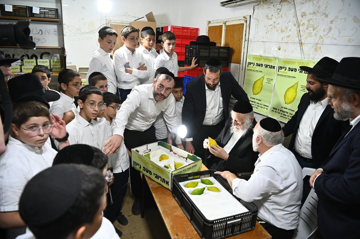 הגרב"ד פוברסקי בבדיקת אתרוגים לחג הסוכות 