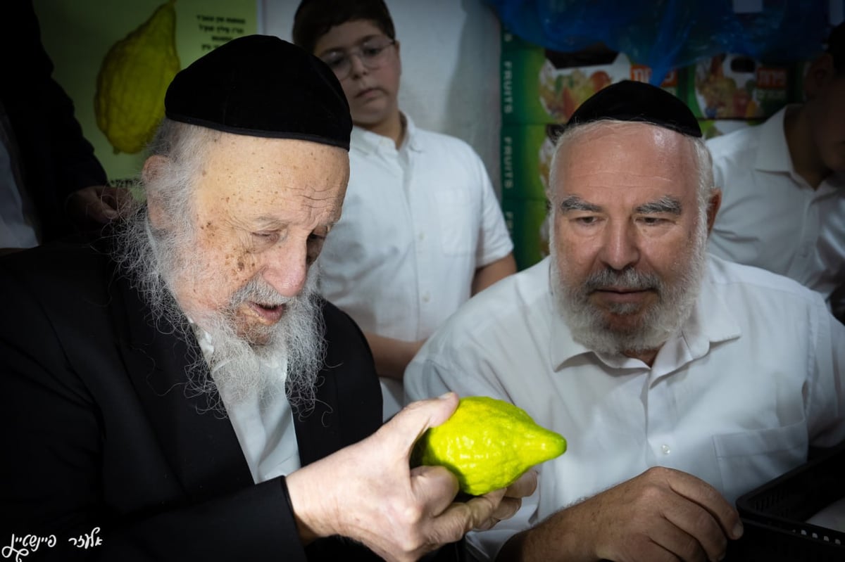 הגרב"ד פוברסקי בבדיקת אתרוגים לחג הסוכות 