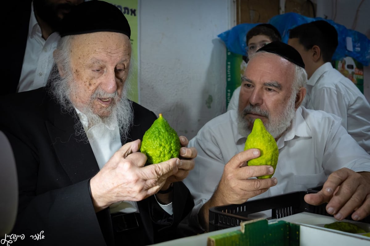 הגרב"ד פוברסקי בבדיקת אתרוגים לחג הסוכות 