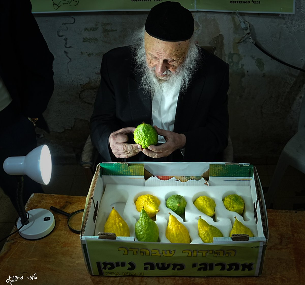 הגרב"ד פוברסקי בבדיקת אתרוגים לחג הסוכות 