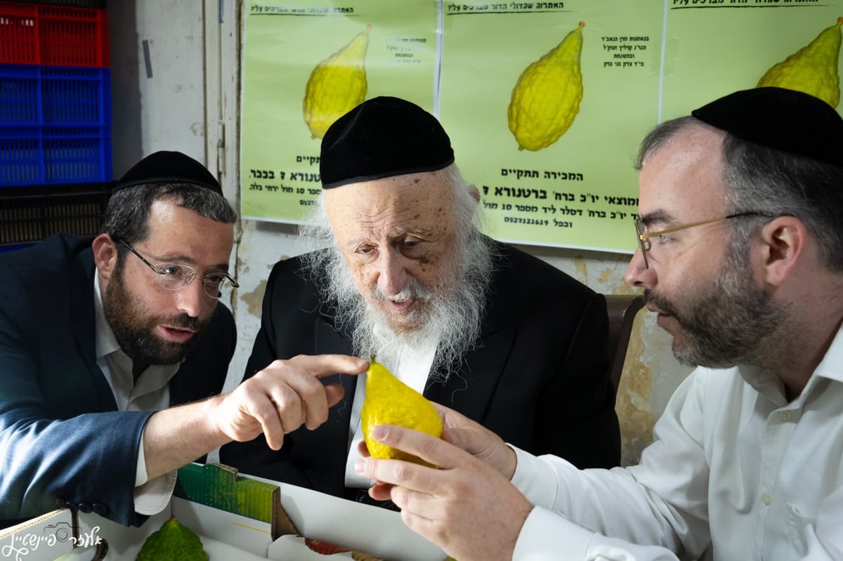 הגרב"ד פוברסקי בבדיקת אתרוגים לחג הסוכות 