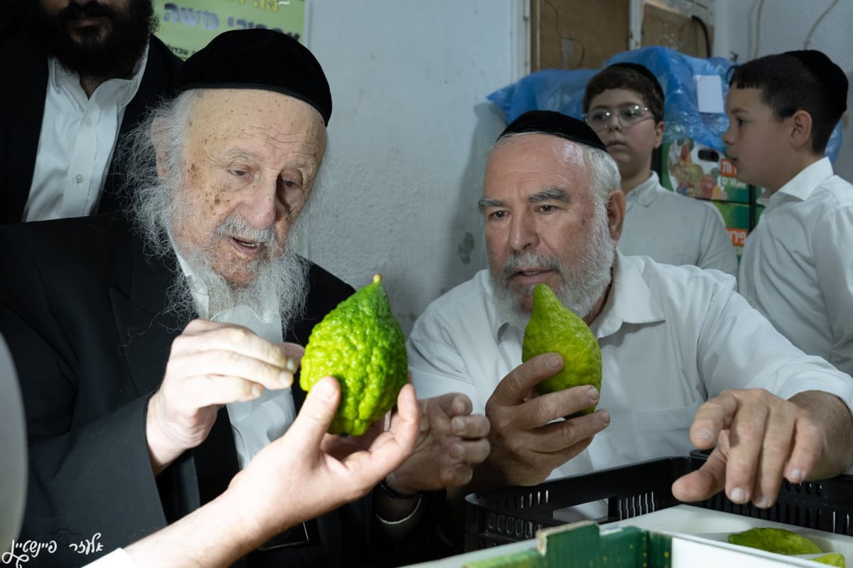 הגרב"ד פוברסקי בבדיקת אתרוגים לחג הסוכות 