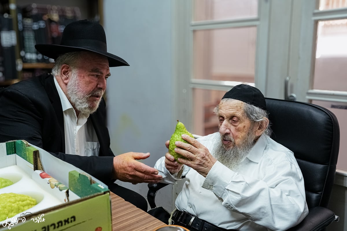 הגאון רבי דב לנדו בבדיקת אתרוגים לחג סוכות 