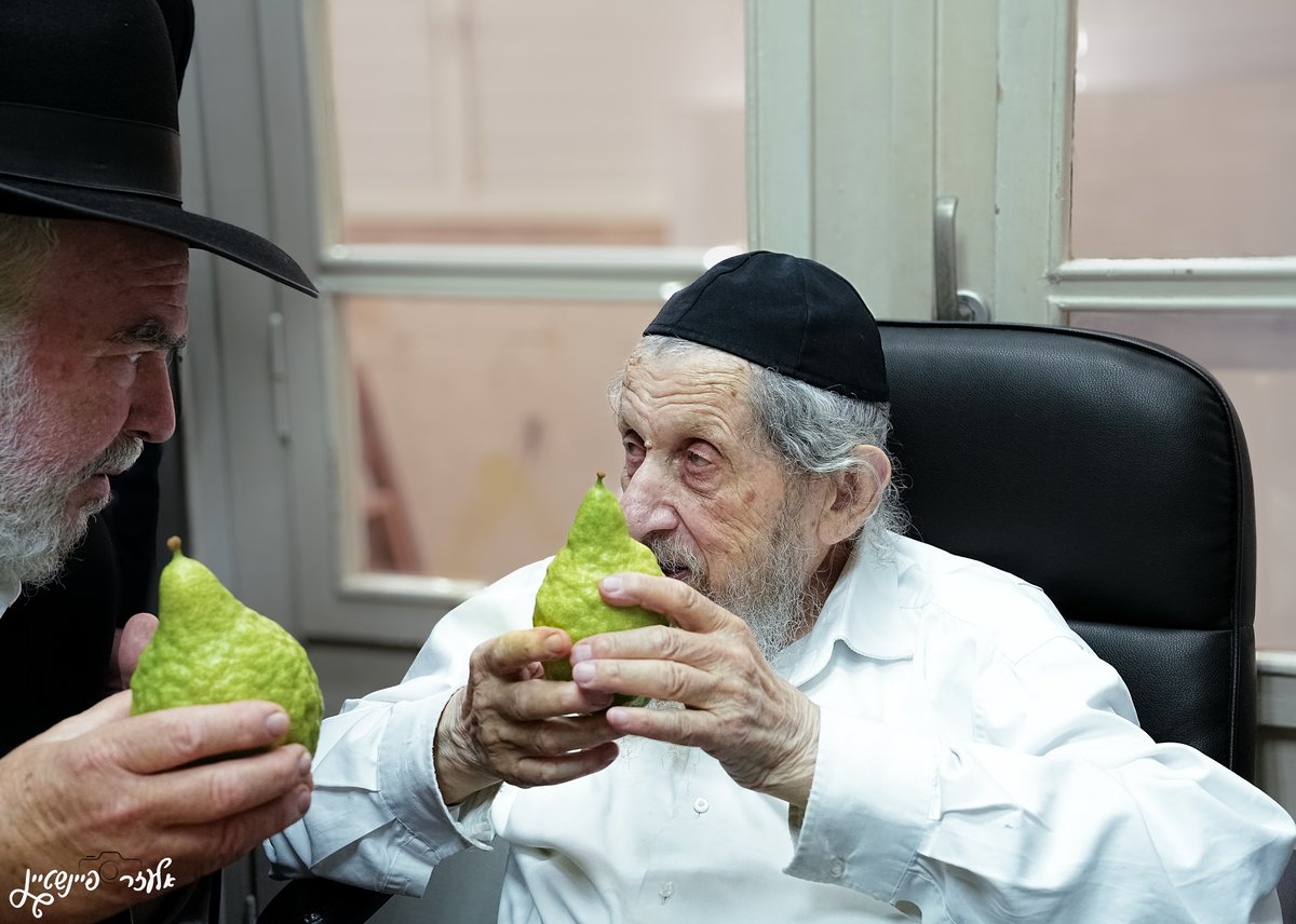 הגאון רבי דב לנדו בבדיקת אתרוגים לחג סוכות 