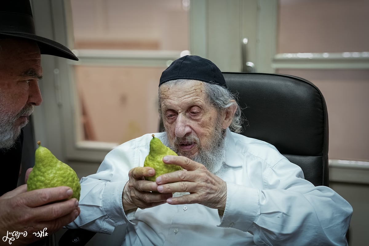 הגאון רבי דב לנדו בבדיקת אתרוגים לחג סוכות 