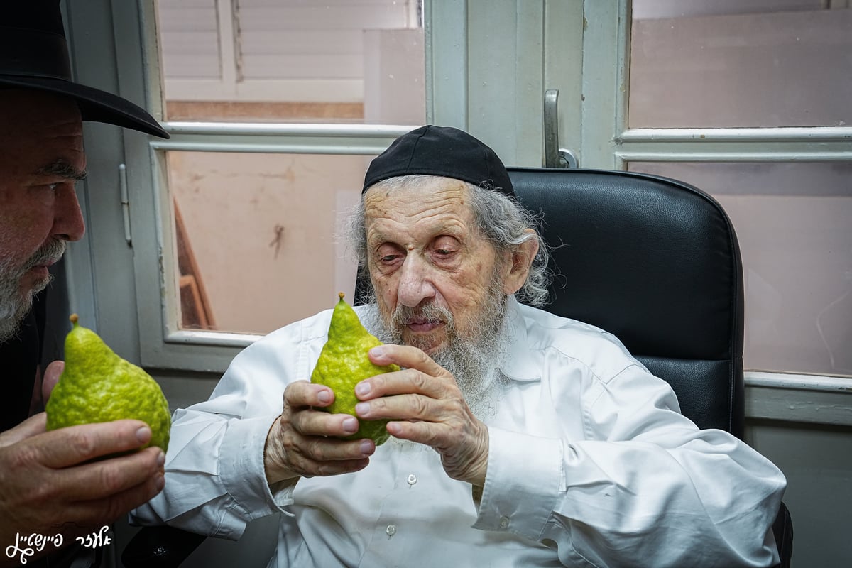 הגאון רבי דב לנדו בבדיקת אתרוגים לחג סוכות 