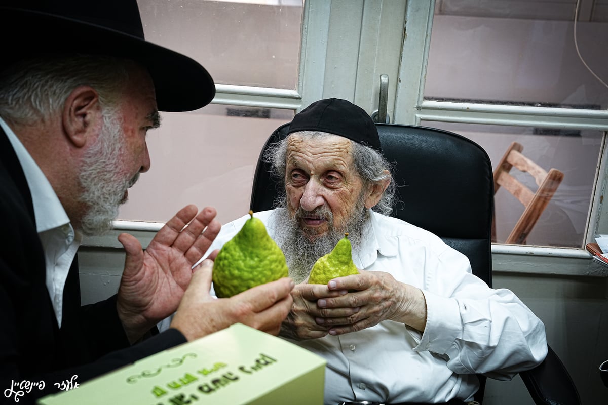 הגאון רבי דב לנדו בבדיקת אתרוגים לחג סוכות 