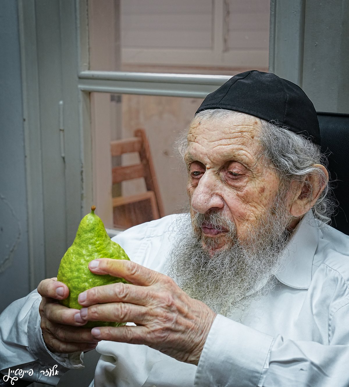 הגאון רבי דב לנדו בבדיקת אתרוגים לחג סוכות 