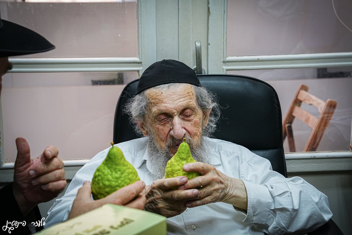 הגאון רבי דב לנדו בבדיקת אתרוגים לחג סוכות 