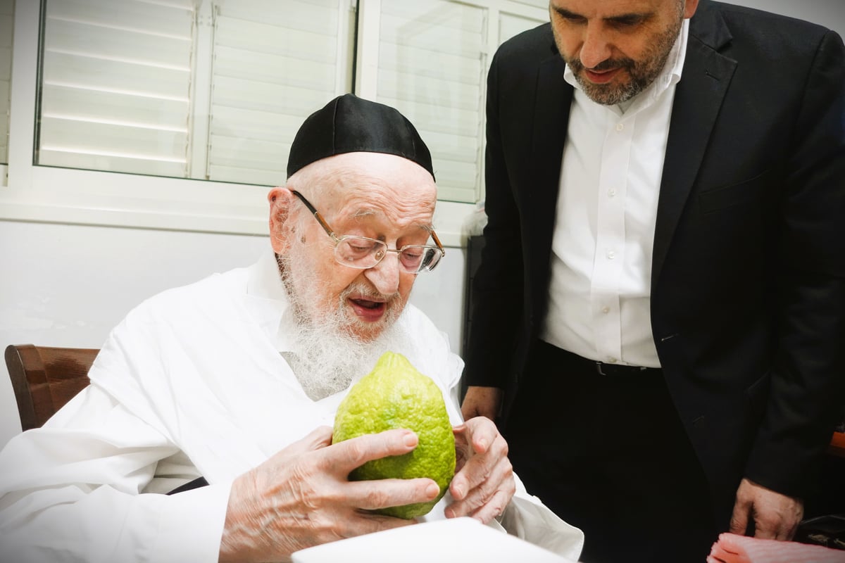 הגאון רבי מאיר צבי ברגמן בבדיקת אתרוגים לחג הסוכות 