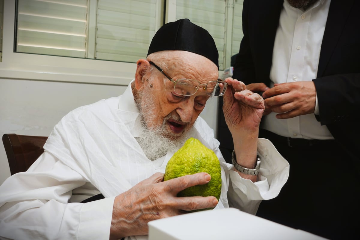 הגאון רבי מאיר צבי ברגמן בבדיקת אתרוגים לחג הסוכות 