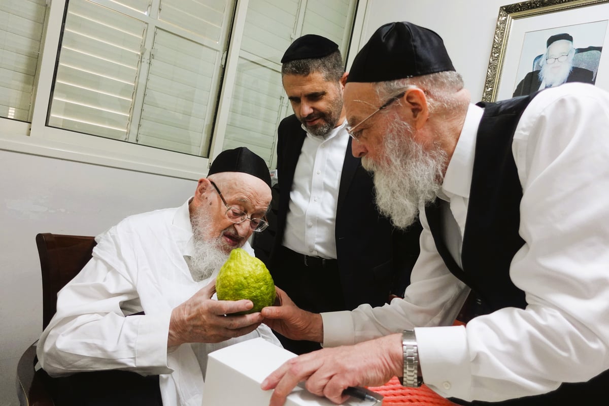 הגאון רבי מאיר צבי ברגמן בבדיקת אתרוגים לחג הסוכות 