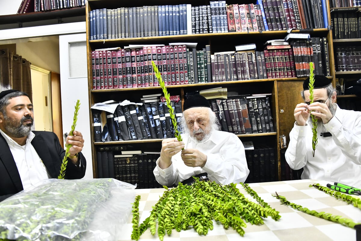 הגאון רבי ברוך דב פוברסקי בבדיקת ד' מינים 