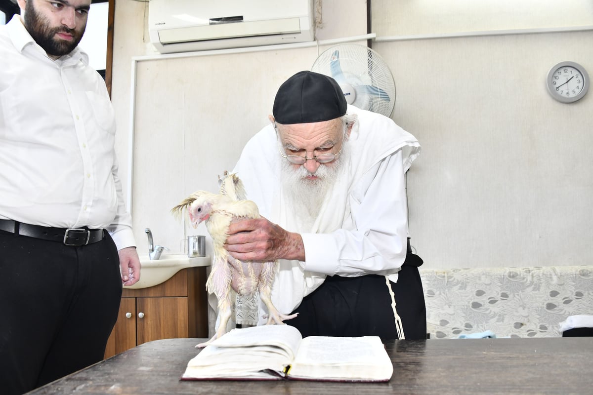 הגאון רבי מאיר גריינמן במנהג כפרות 