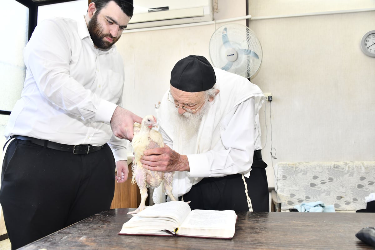 הגאון רבי מאיר גריינמן במנהג כפרות 