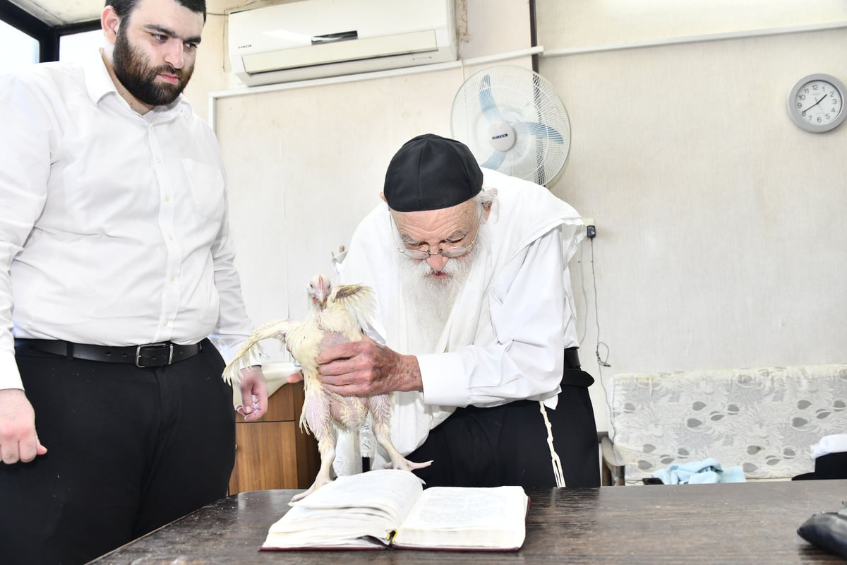 הגאון רבי מאיר גריינמן במנהג כפרות 