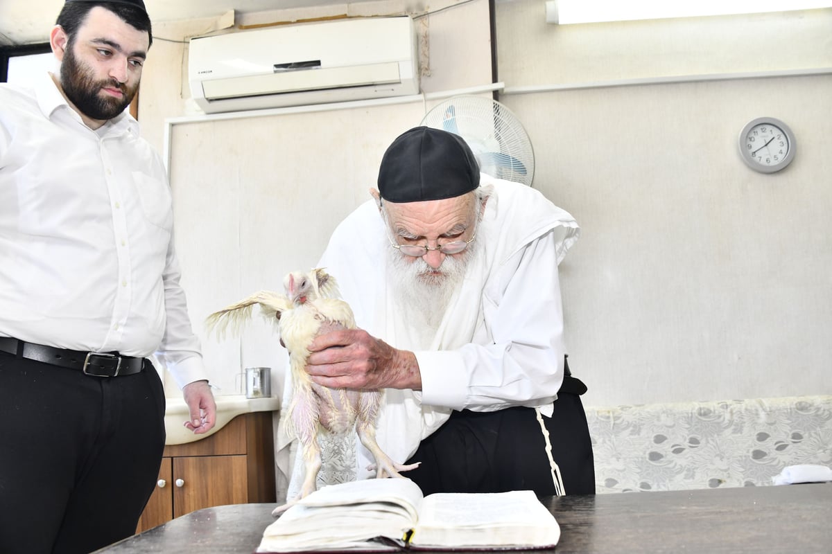 הגאון רבי מאיר גריינמן במנהג כפרות 