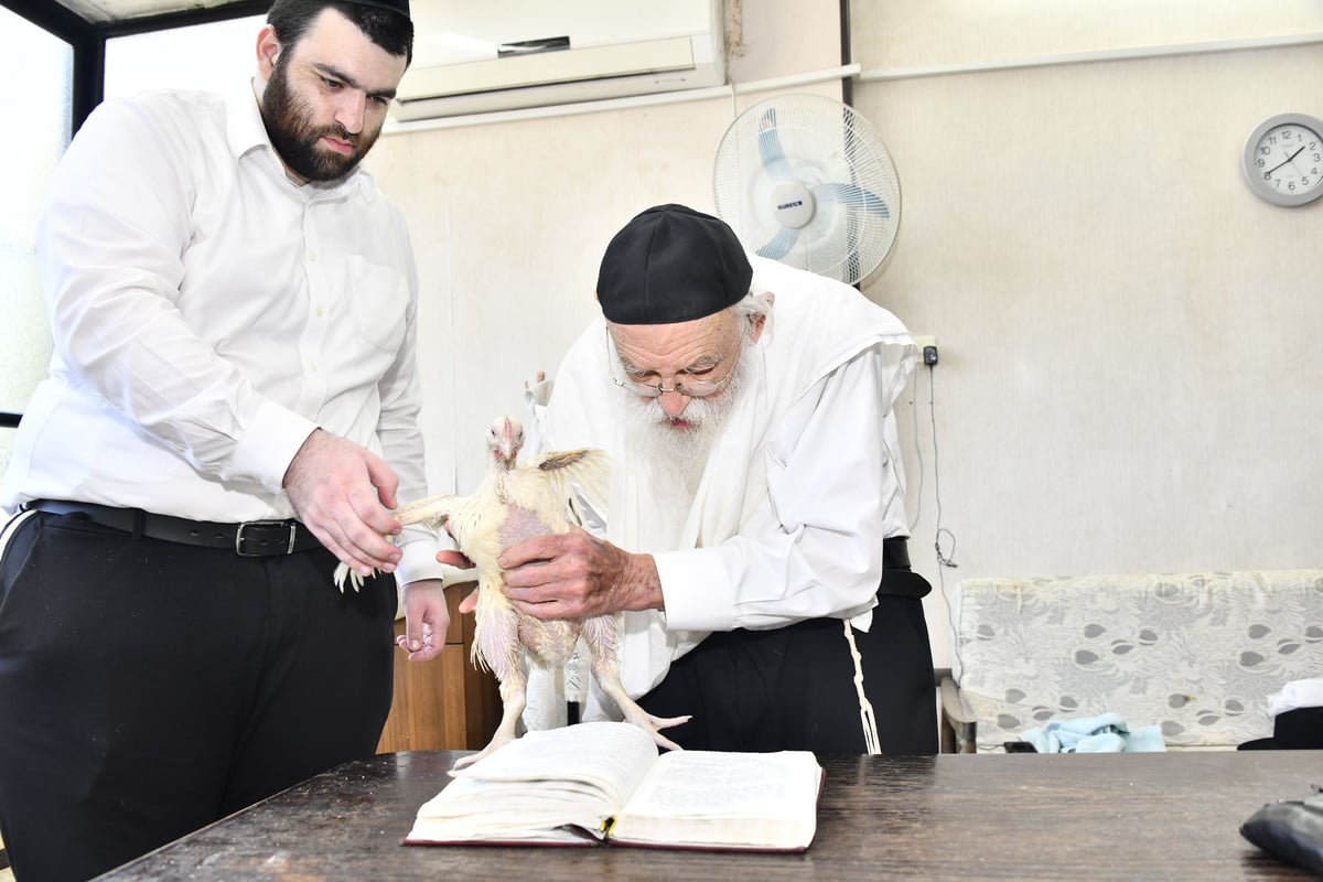 הגאון רבי מאיר גריינמן במנהג כפרות 