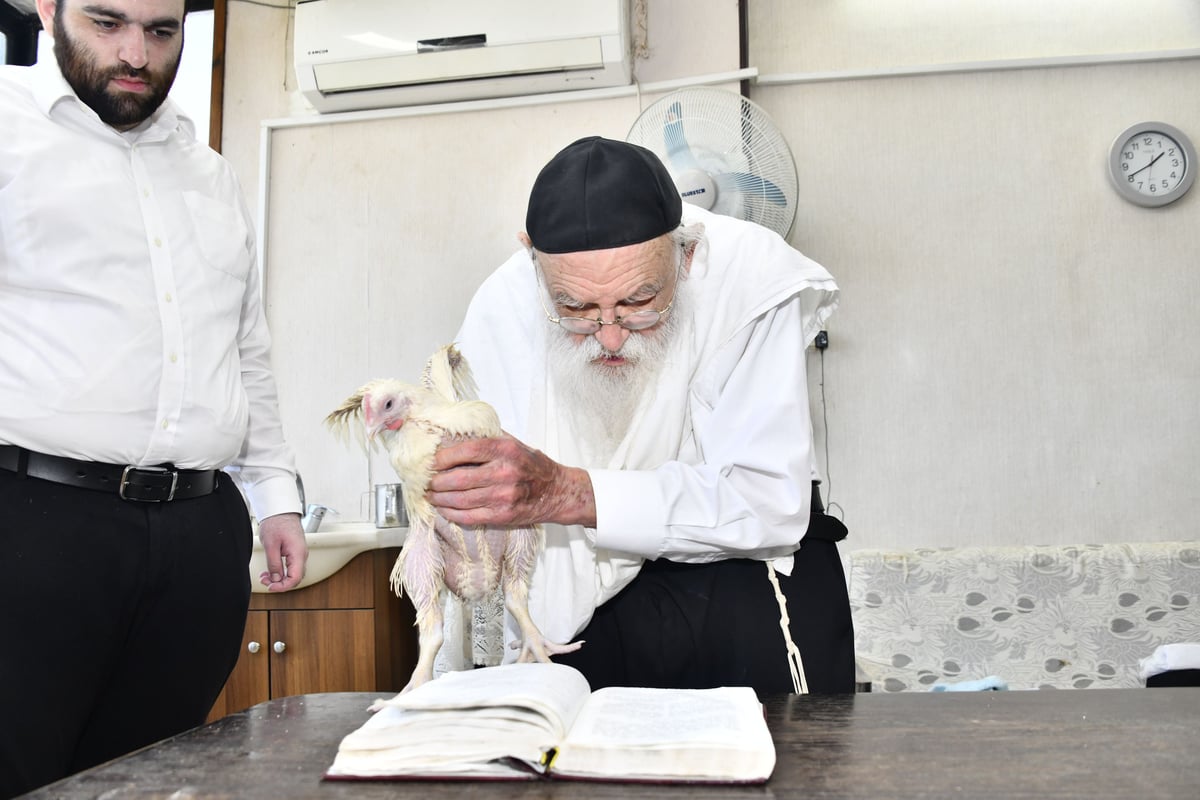 הגאון רבי מאיר גריינמן במנהג כפרות 