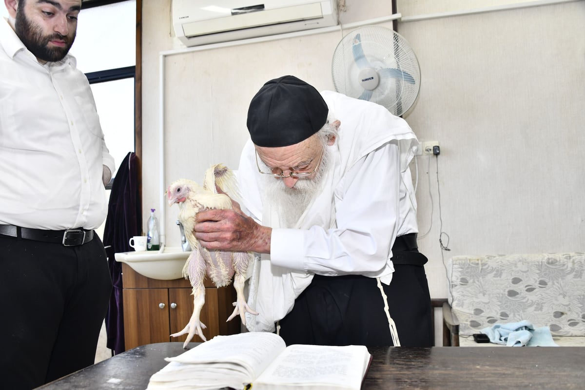 הגאון רבי מאיר גריינמן במנהג כפרות 