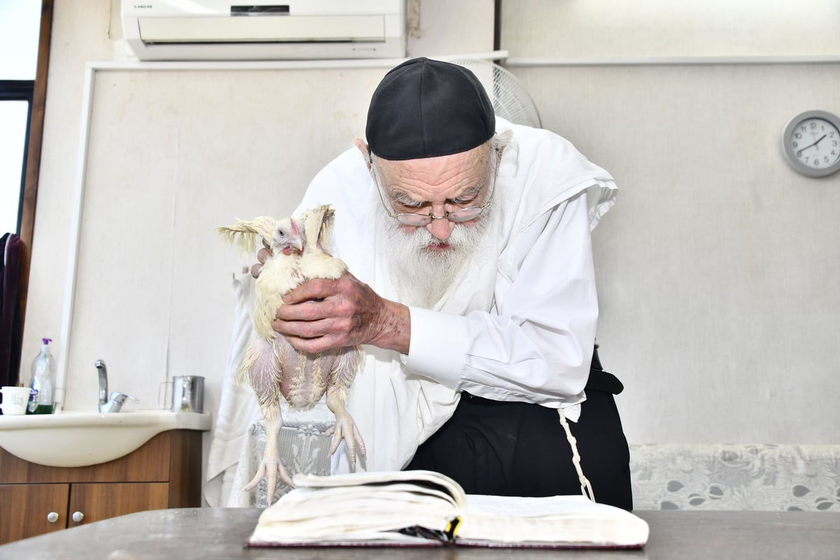 הגאון רבי מאיר גריינמן במנהג כפרות 