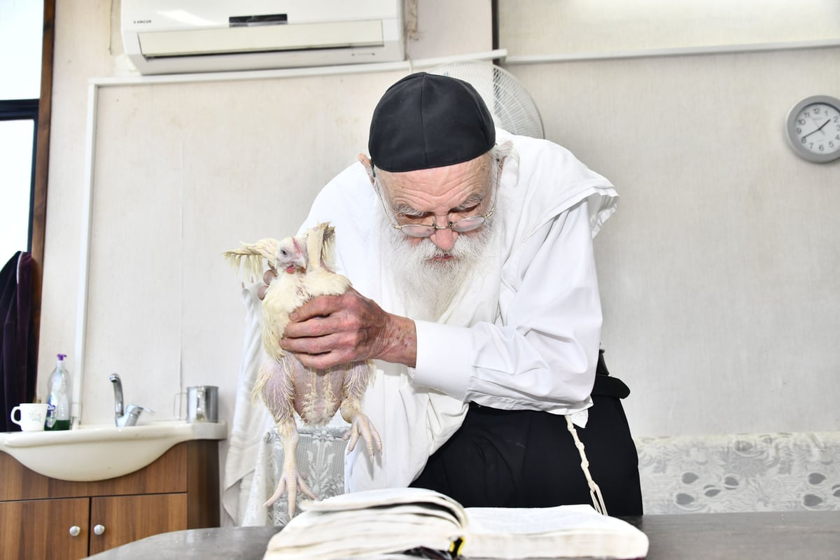 הגאון רבי מאיר גריינמן במנהג כפרות 