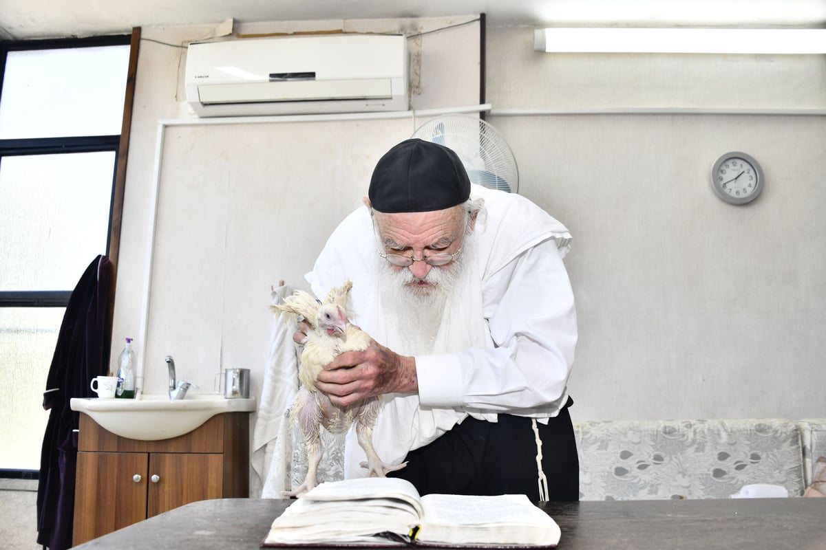 הגאון רבי מאיר גריינמן במנהג כפרות 