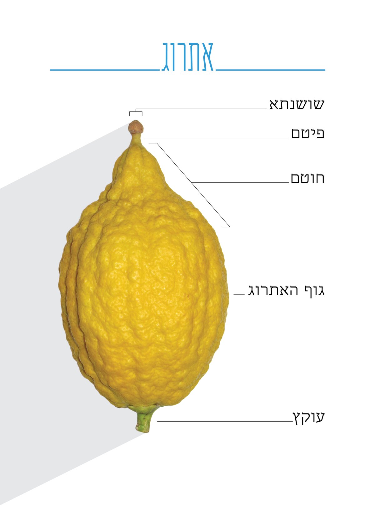 האתרוג השלם