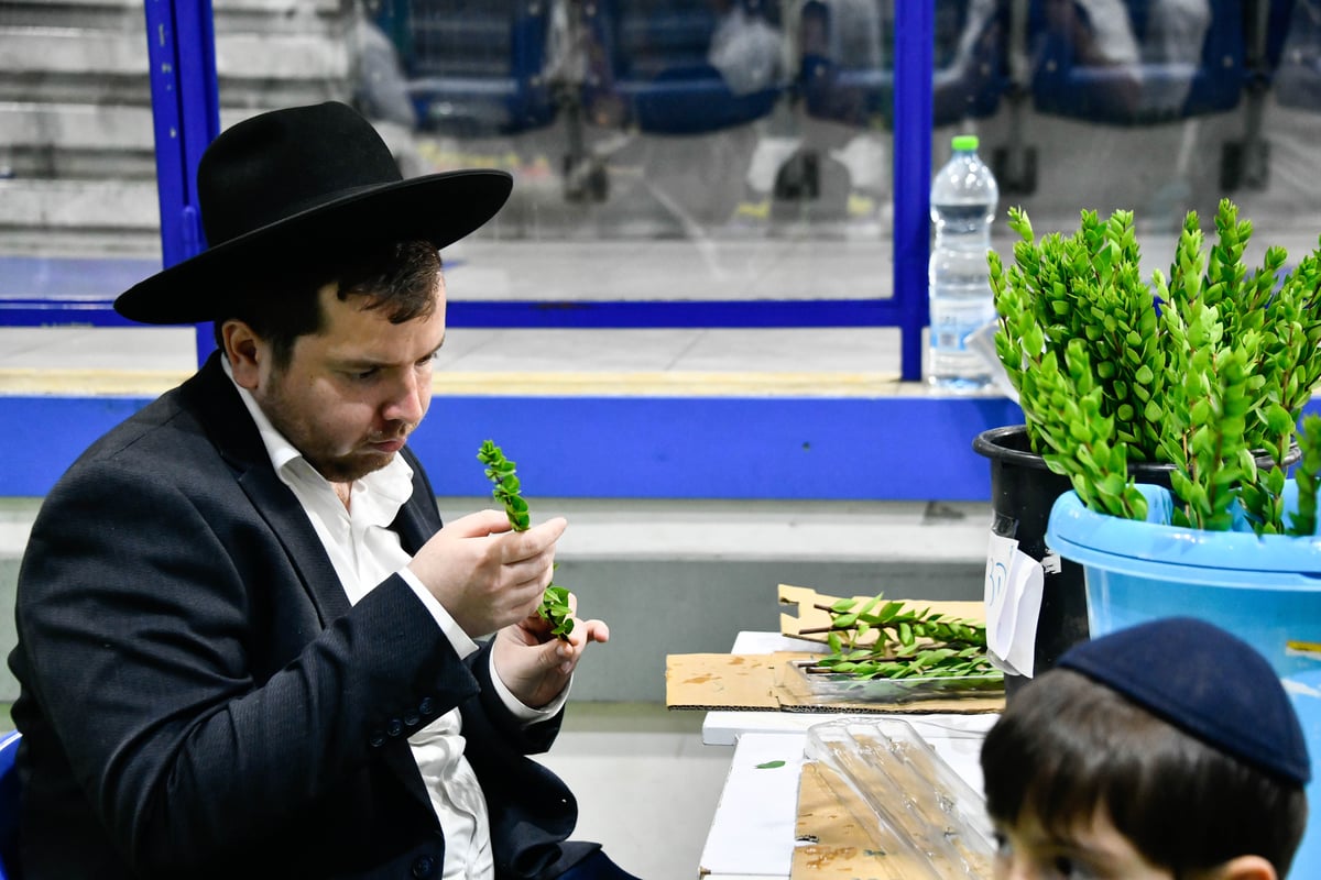 ערב חג הסוכות ברחובות בני ברק 