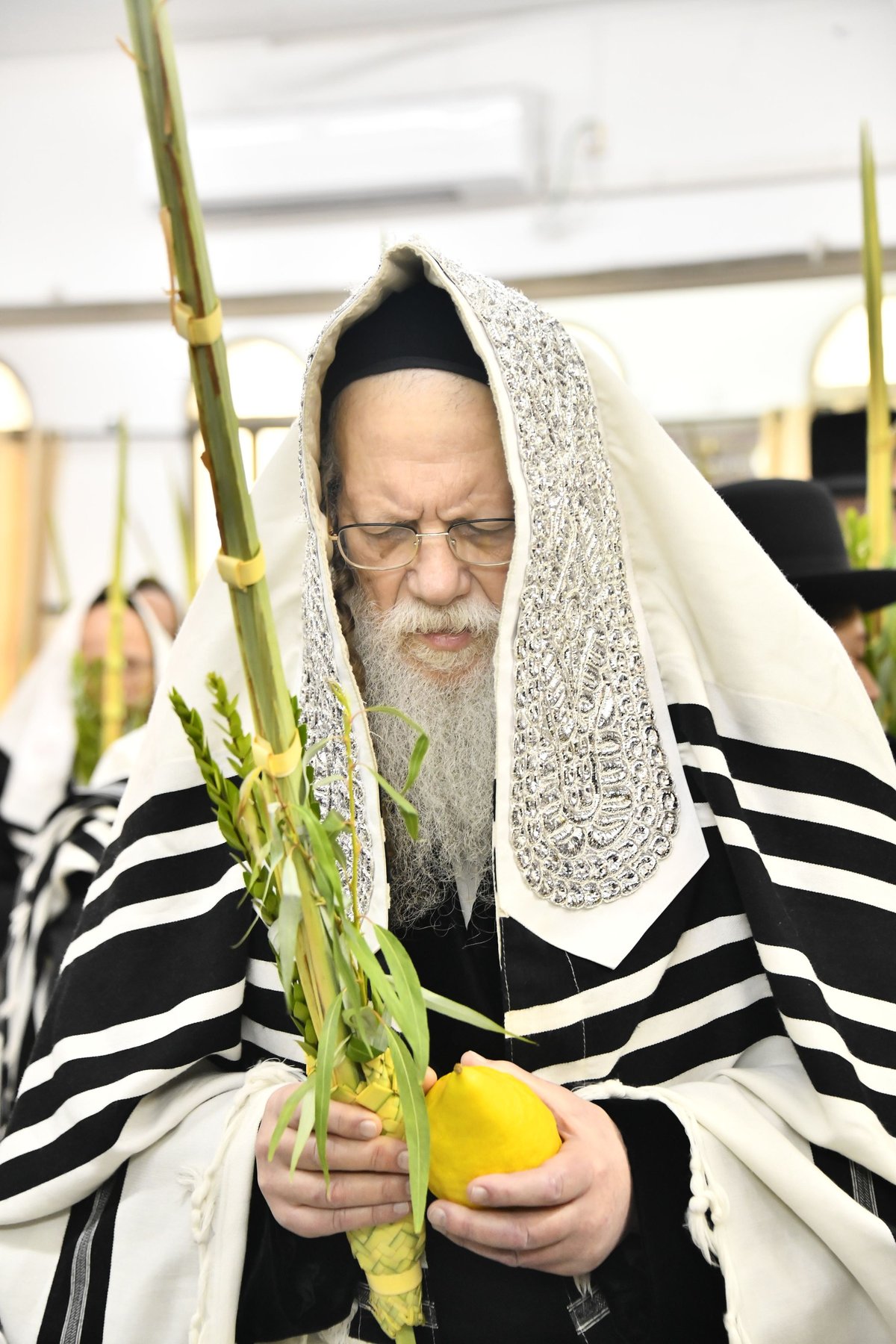 האדמו"ר ממודז'יץ בנטילת לולב 