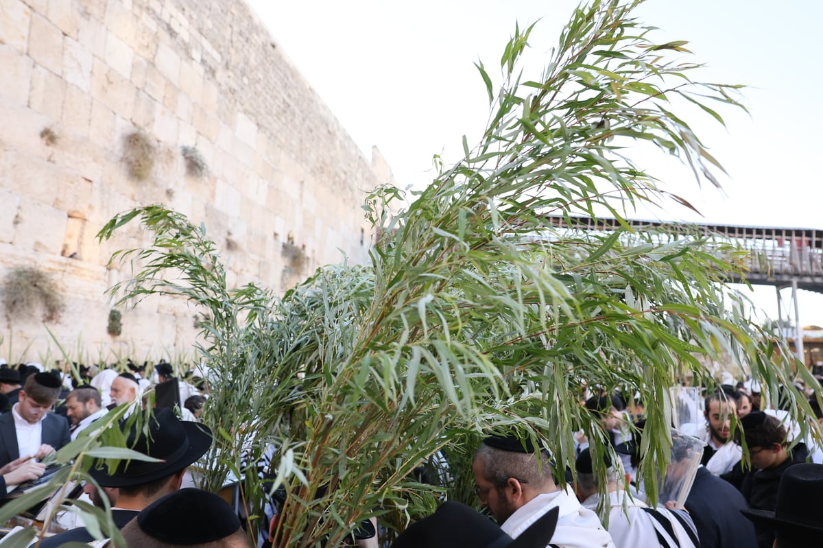 תפילת שחרית בכותל המערבי, הושענא רבה תשפ"ה