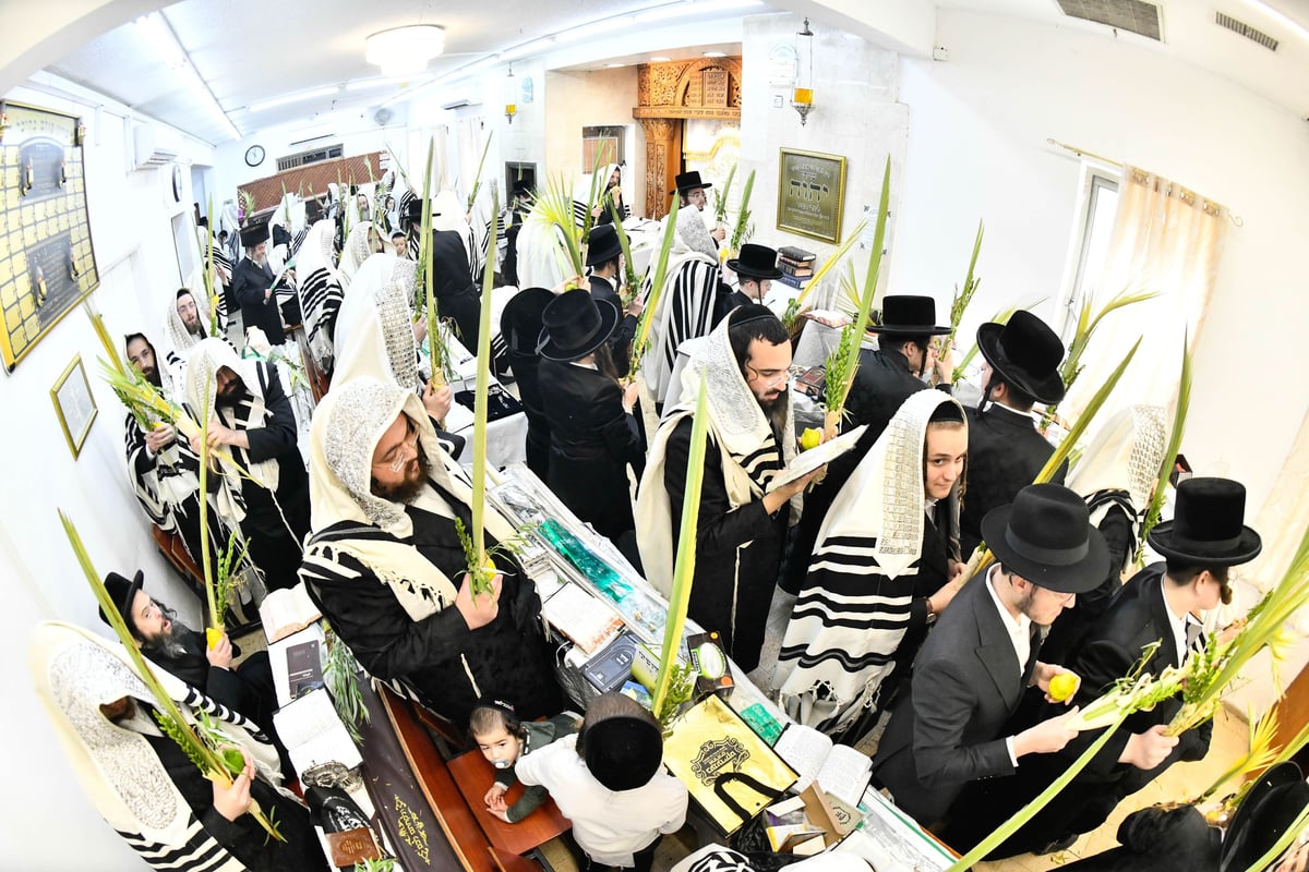 האדמו"ר מזוטשקא בנטילת לולב בהושענא רבה 