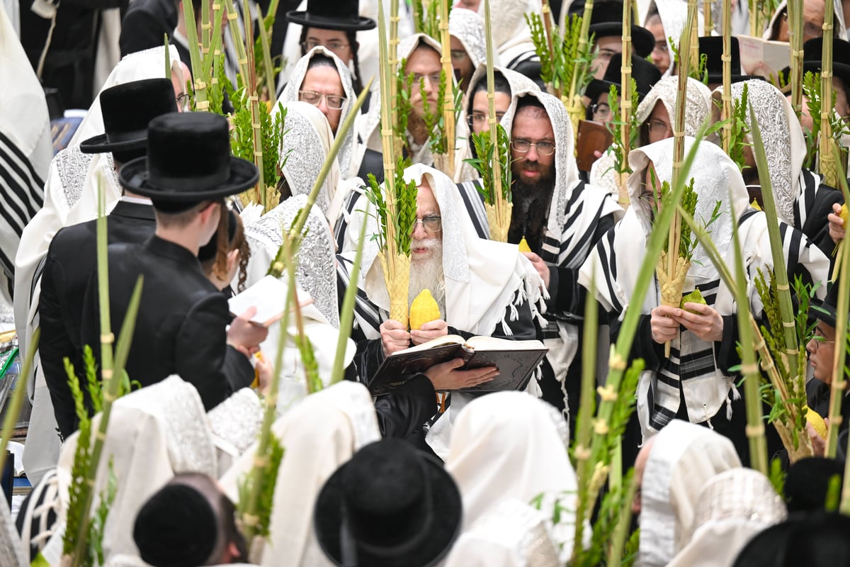 הושענא רבה בחצה"ק צאנז