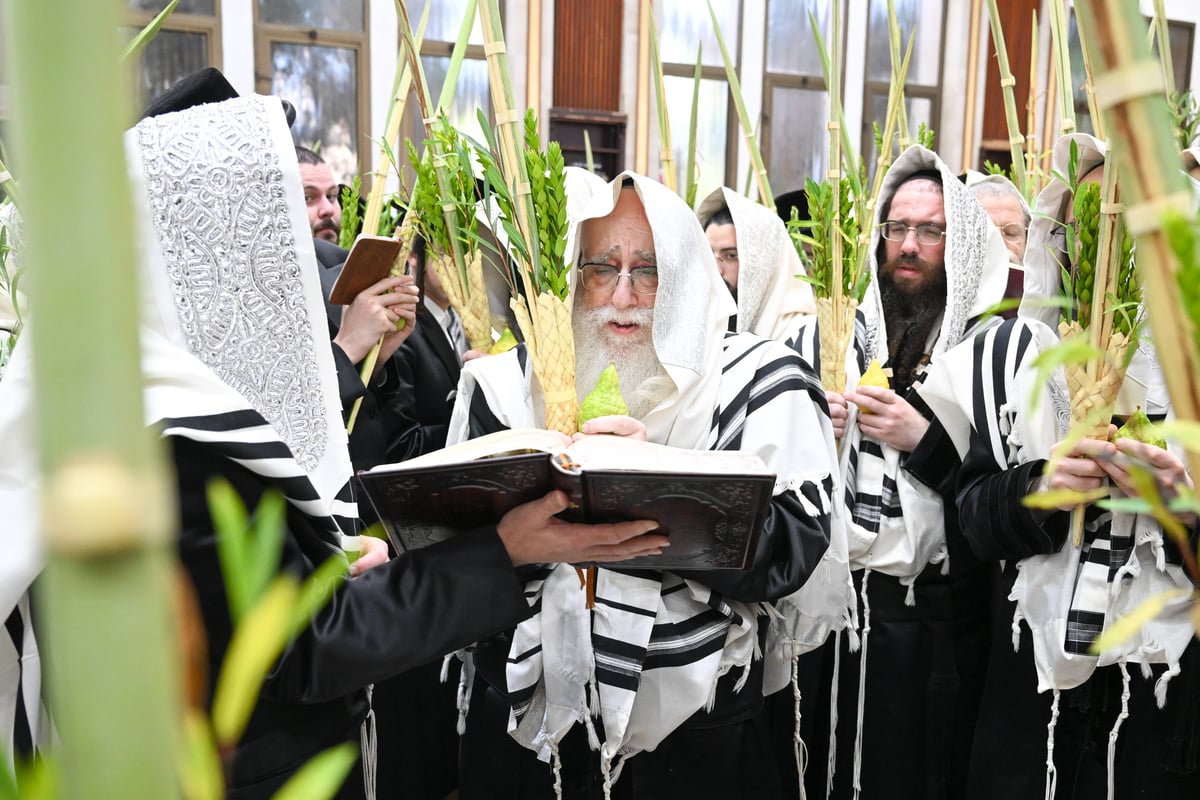 הושענא רבה בחצה"ק צאנז