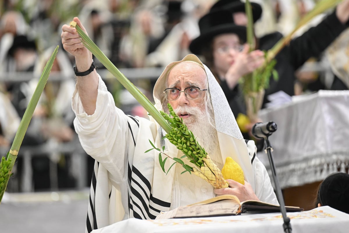 הושענא רבה בחצה"ק צאנז