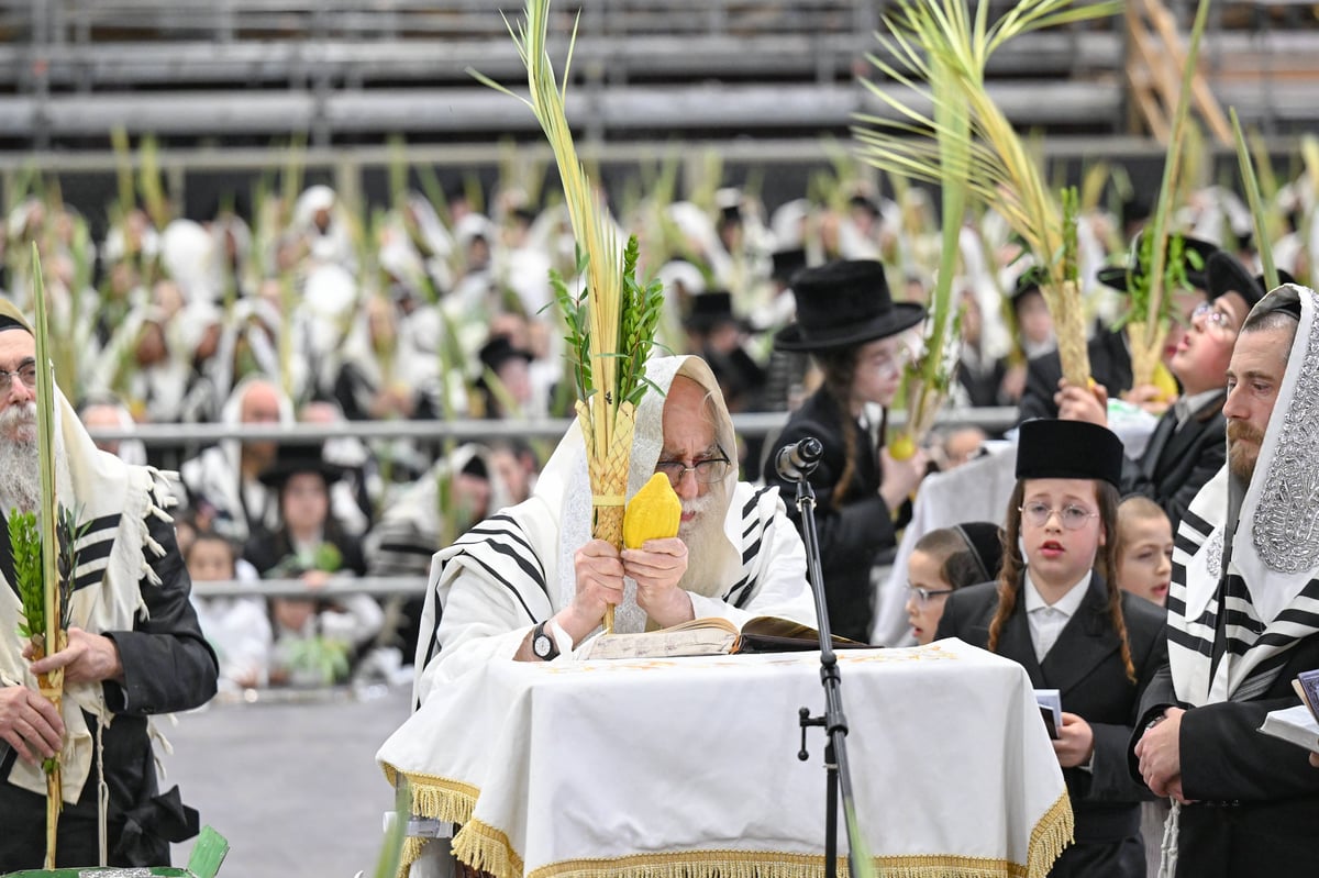 הושענא רבה בחצה"ק צאנז