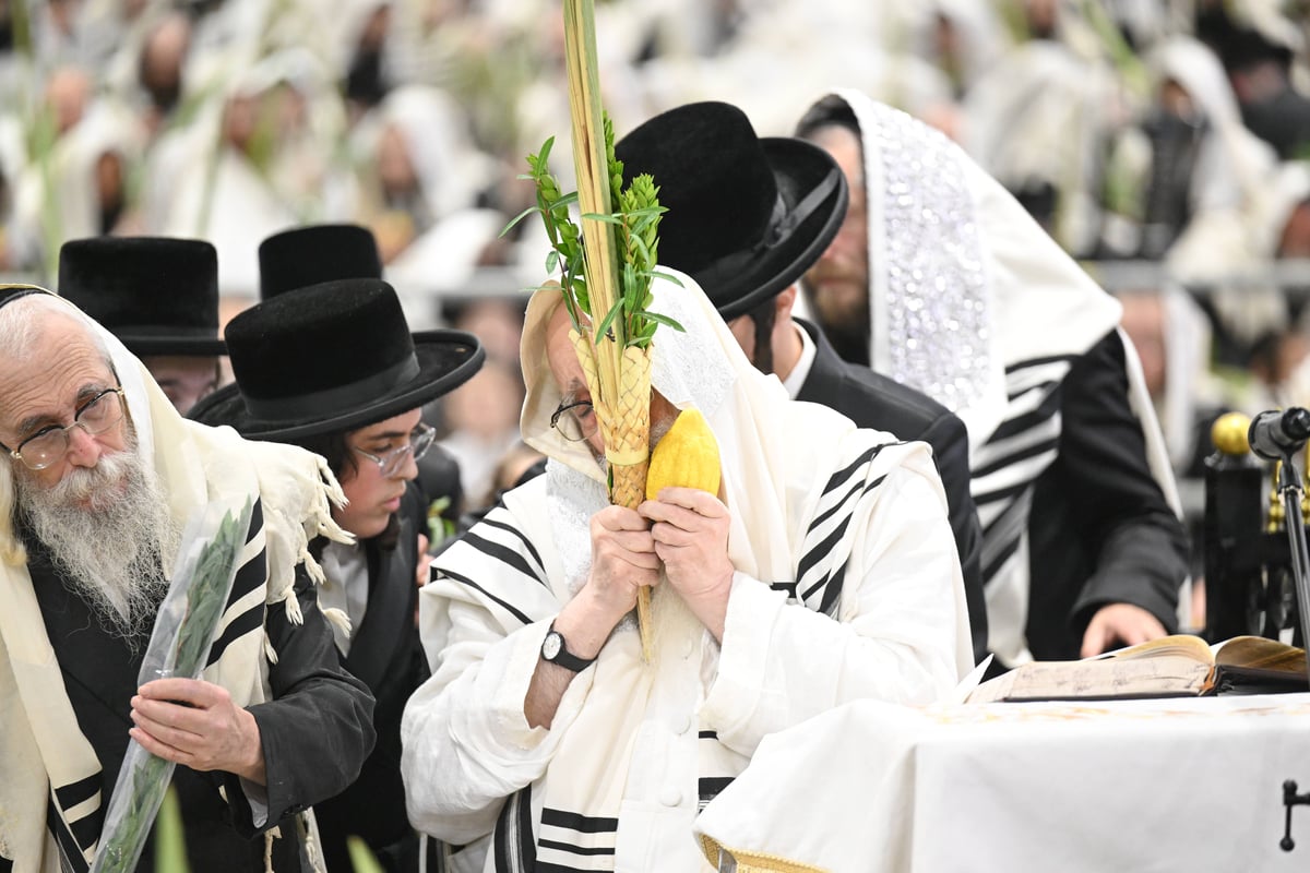 הושענא רבה בחצה"ק צאנז