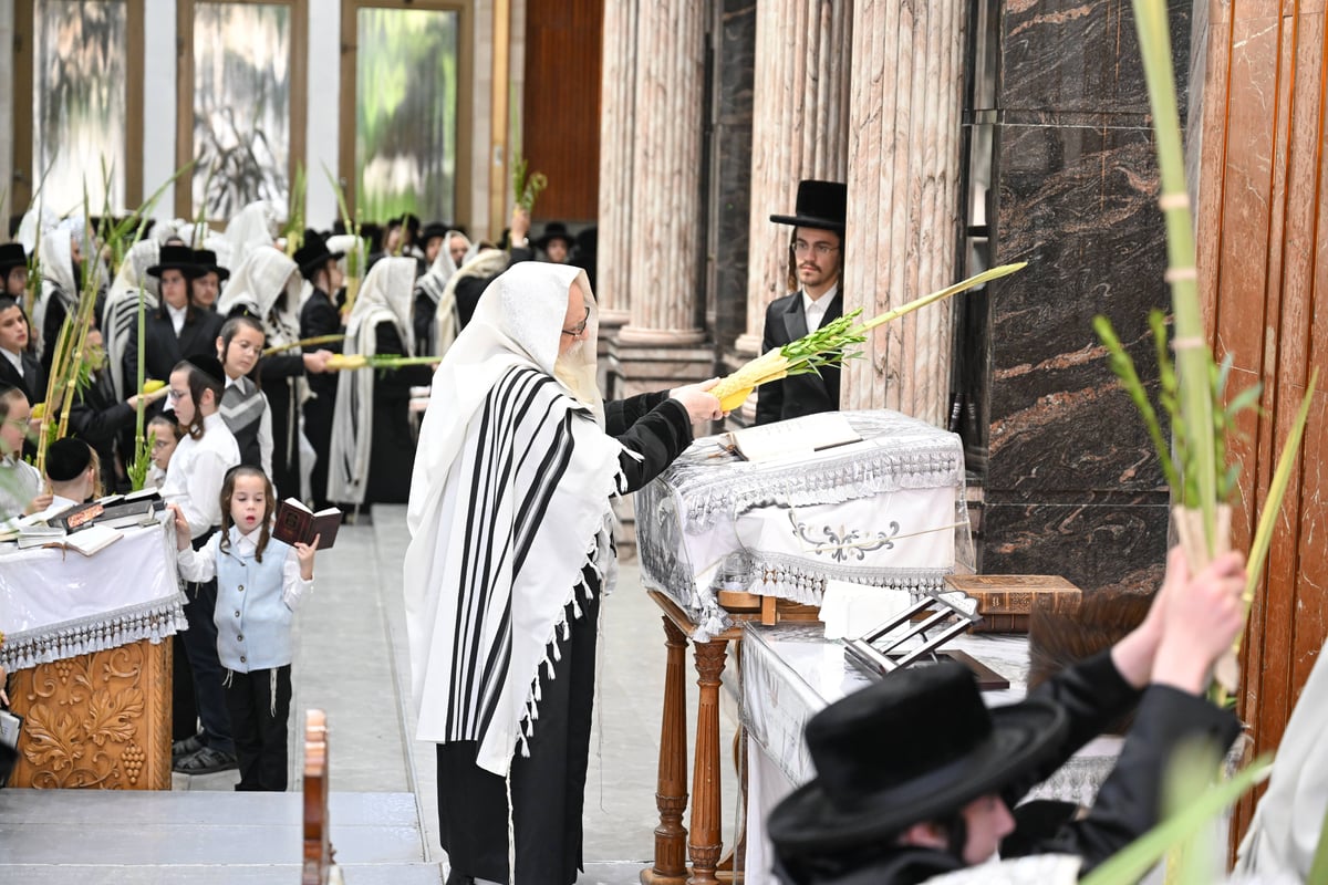 חג הסוכות בחצה"ק צאנז