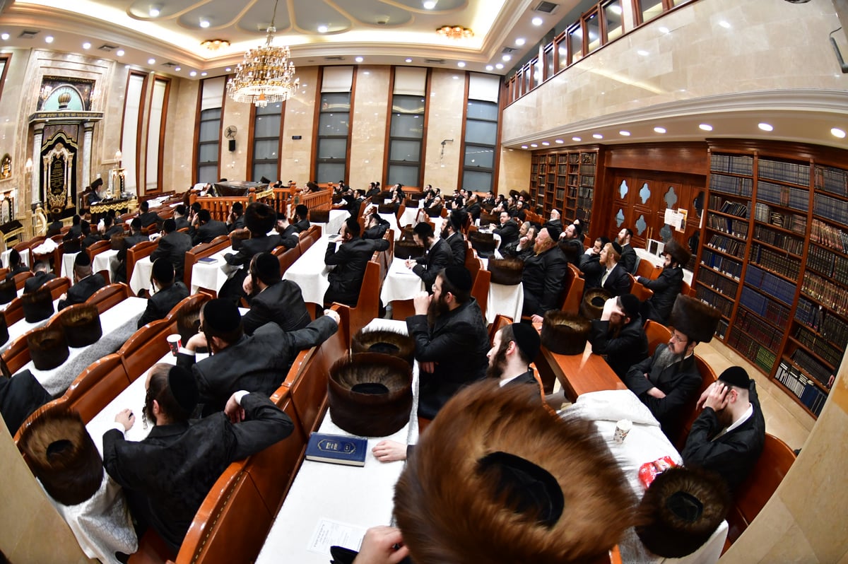 האדמו"ר משבט הלוי בשיעור בהלכות טהרה