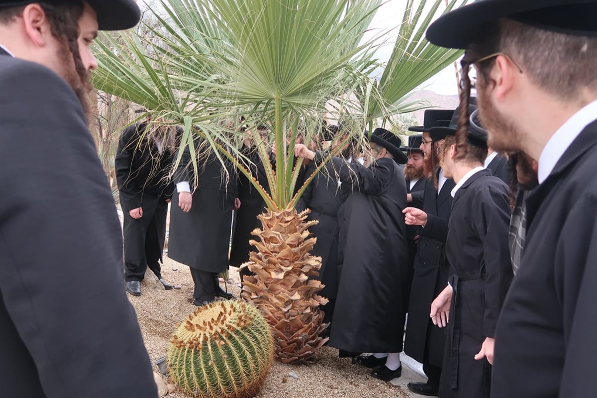 האדמו"ר מסאטמר ע"י עצי דקל בפאלם ספרינגס