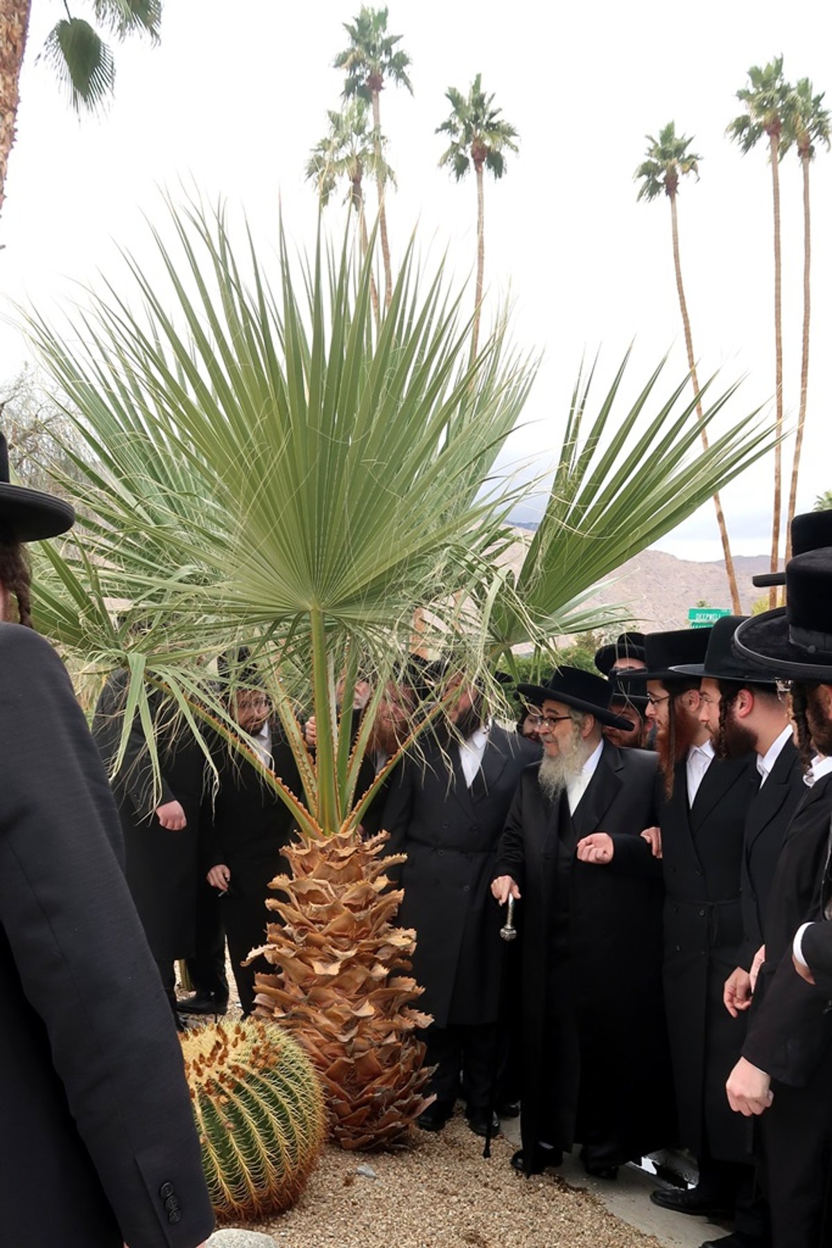 האדמו"ר מסאטמר ע"י עצי דקל בפאלם ספרינגס