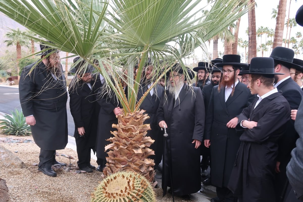 האדמו"ר מסאטמר ע"י עצי דקל בפאלם ספרינגס